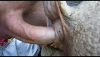 A guy fucks a goat in the ass. HD zoo porno video