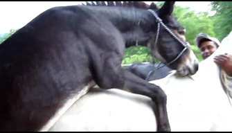 A small donkey attached himself to a horse and fucked it on camera