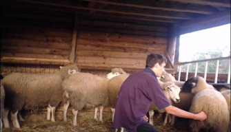 Collective farm wanker zoophile having fun with sheep, zoo porn video