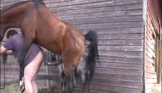 Un caballo de las violaciones, un hombre gordo en el culo en una granja. Descarga zoo porno anal