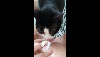 Cat licks a womans clit smeared with sour cream