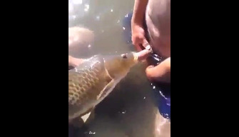 Pria memberi ikan di mulutnya, video seks dengan ikan di sungai