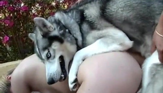 Husky hunden fucks en sexy jente i fitta. Hund porno