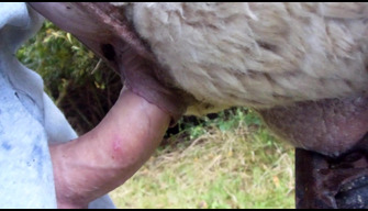 Guy fucks sheep, animal porn on camera