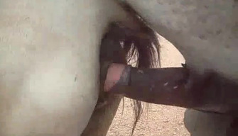 Zoophile toma un primer plano de clásico caballo porno