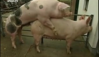 Pig porn videos. Real video of a boar fucking a sow