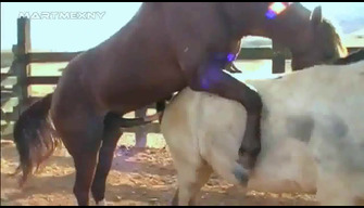 Cavalo plantou uma cavalos de pau, o real do sexo animal