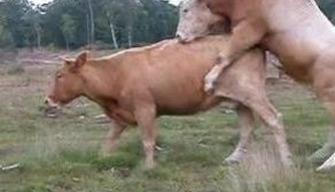 Shepherd films bull fucking his herd of cows on camera