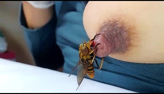 Porno avec une guêpe, un insecte qui boit le sang sur une des filles du mamelon