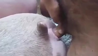 Ein zoophile Mann fickt Schweine in einem stall. zoosex-video