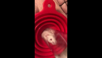 The girl put a live rat in her pussy. Tinplate xxx video