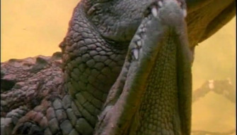 Los cocodrilos tienen relaciones sexuales, reales reptiles porno