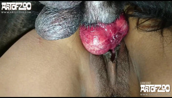 Zoo porn Asia, a dogs penis got stuck in a girls pussy during mating. Artofzoo