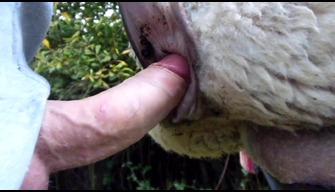 Guy fucks a goat, then in the ass then in the pussy